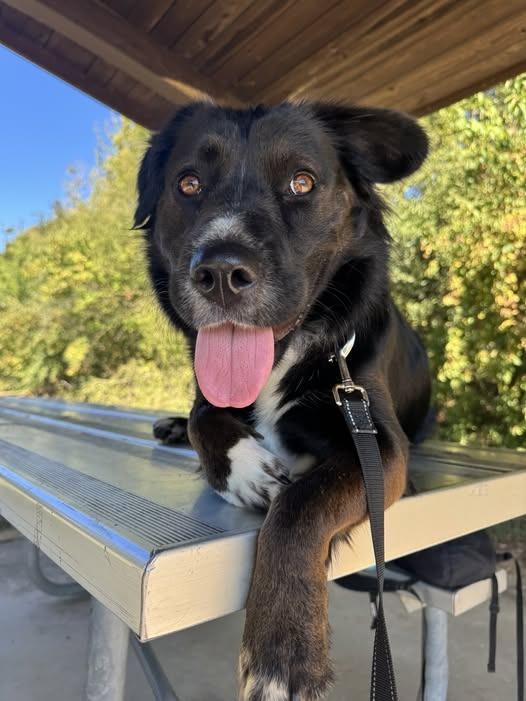 Enlarge Bella Rose, a Adoptable Labrador Retriever in East Ridge, TN image 6/6