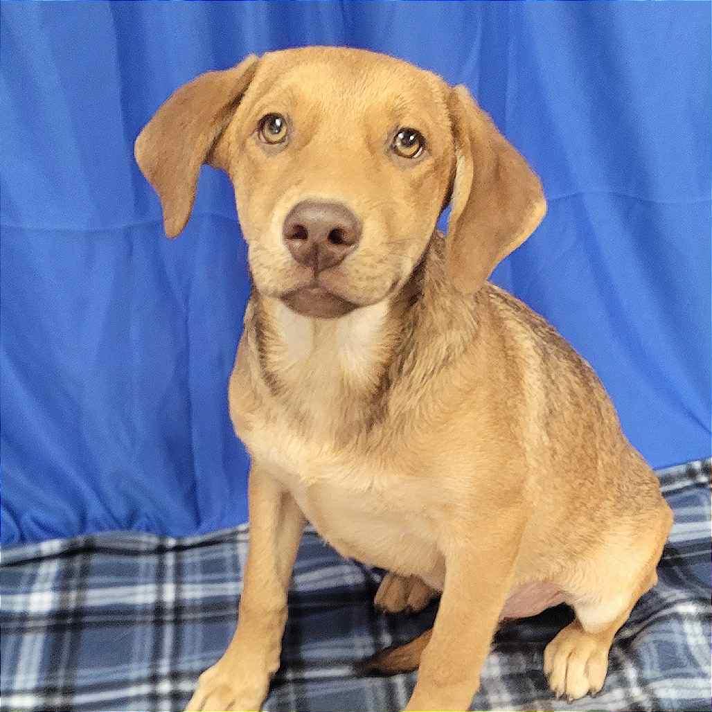 Kam in NH! Come Meet our Adoptable Dogs Wednesday-Saturday. More info in Bio!