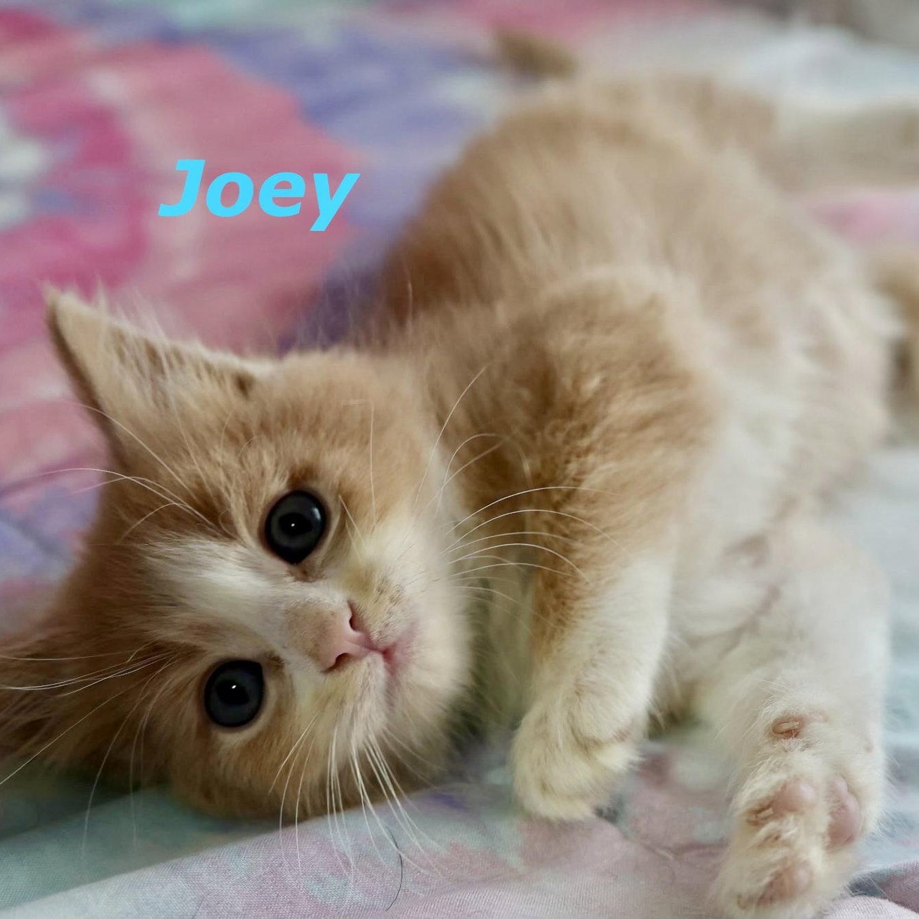 Joey, Adoptable, Kitten Male Domestic Short Hair.