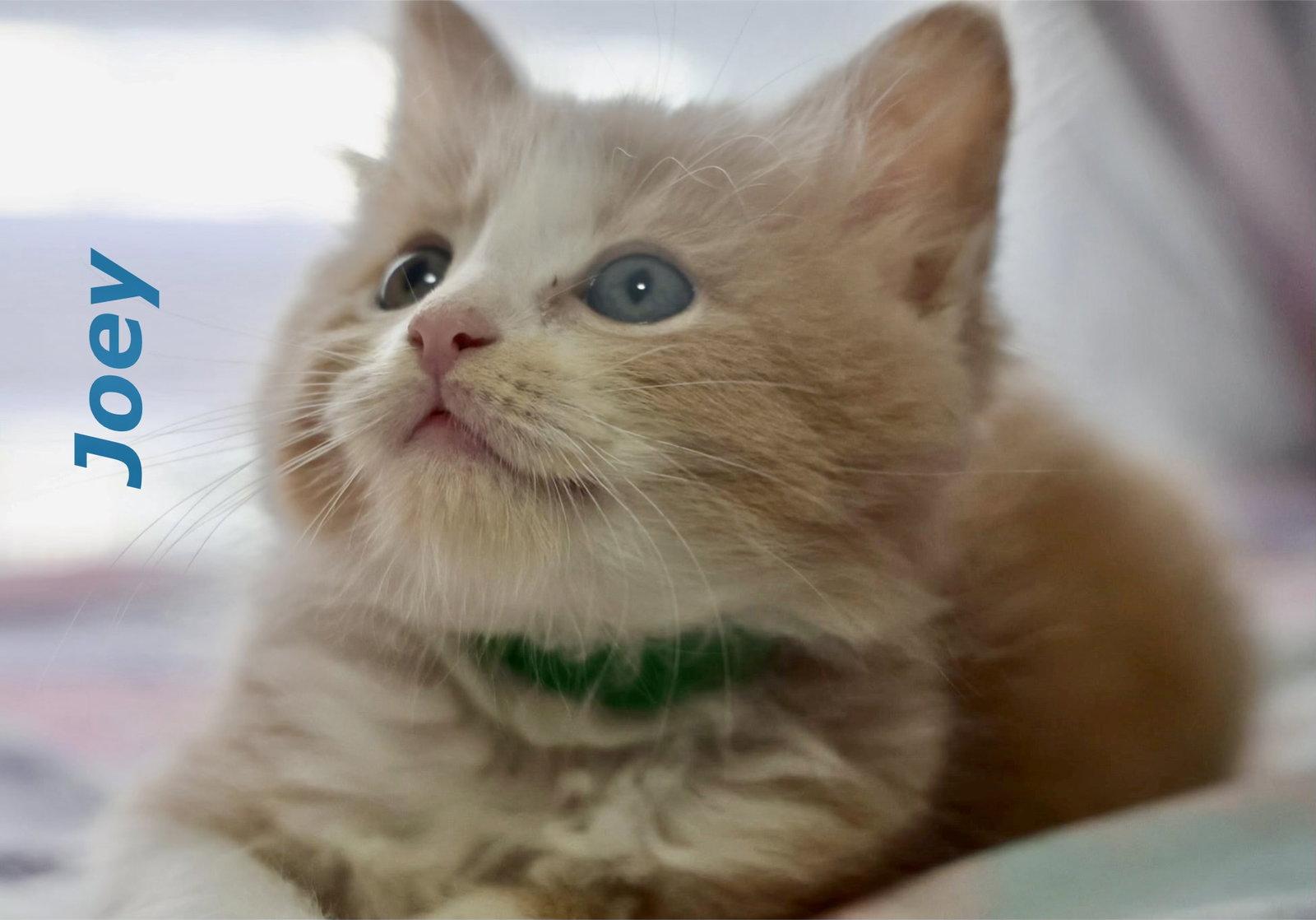 Enlarge Joey, a Adoptable Domestic Short Hair in Reston, VA image 2/3