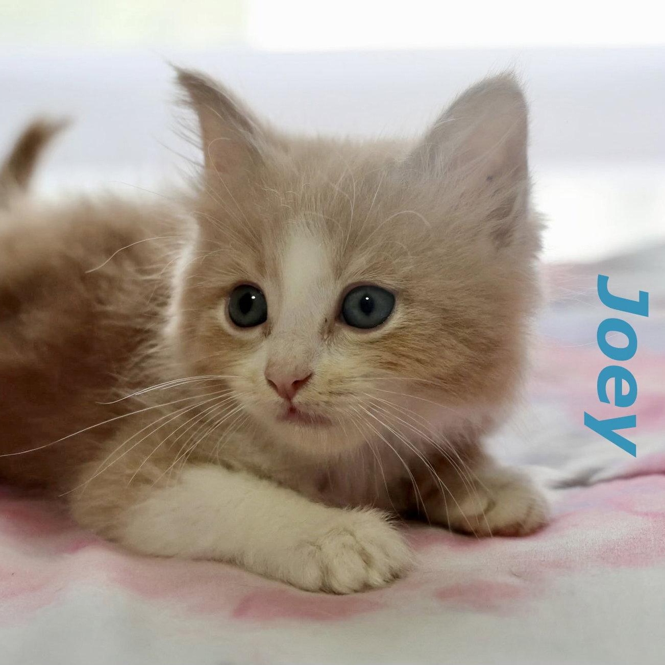 Enlarge Joey, a Adoptable Domestic Short Hair in Reston, VA image 3/3