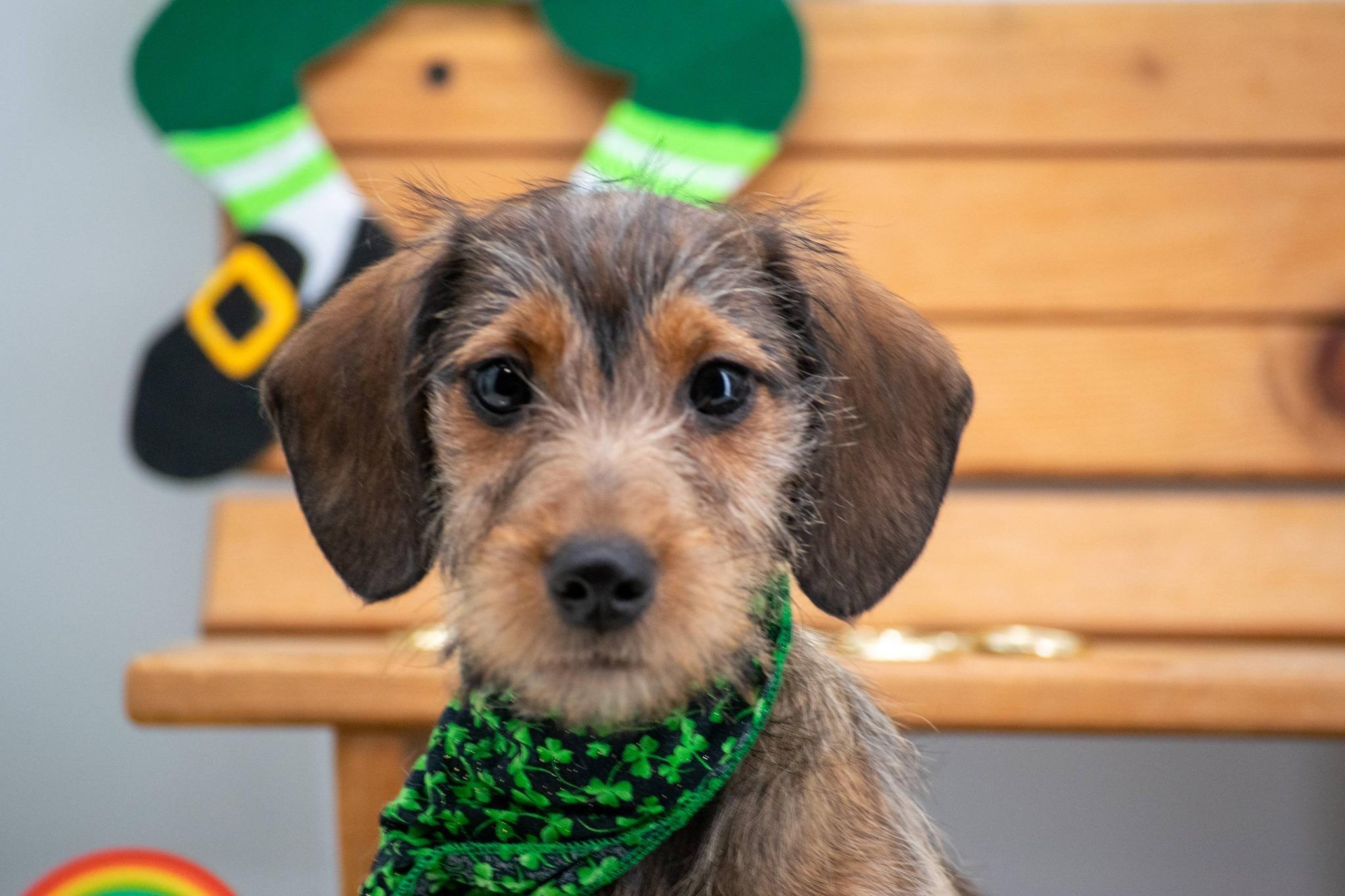 Willie O'Wink, an adopted mixed breed in Sevierville, TN image 2/4