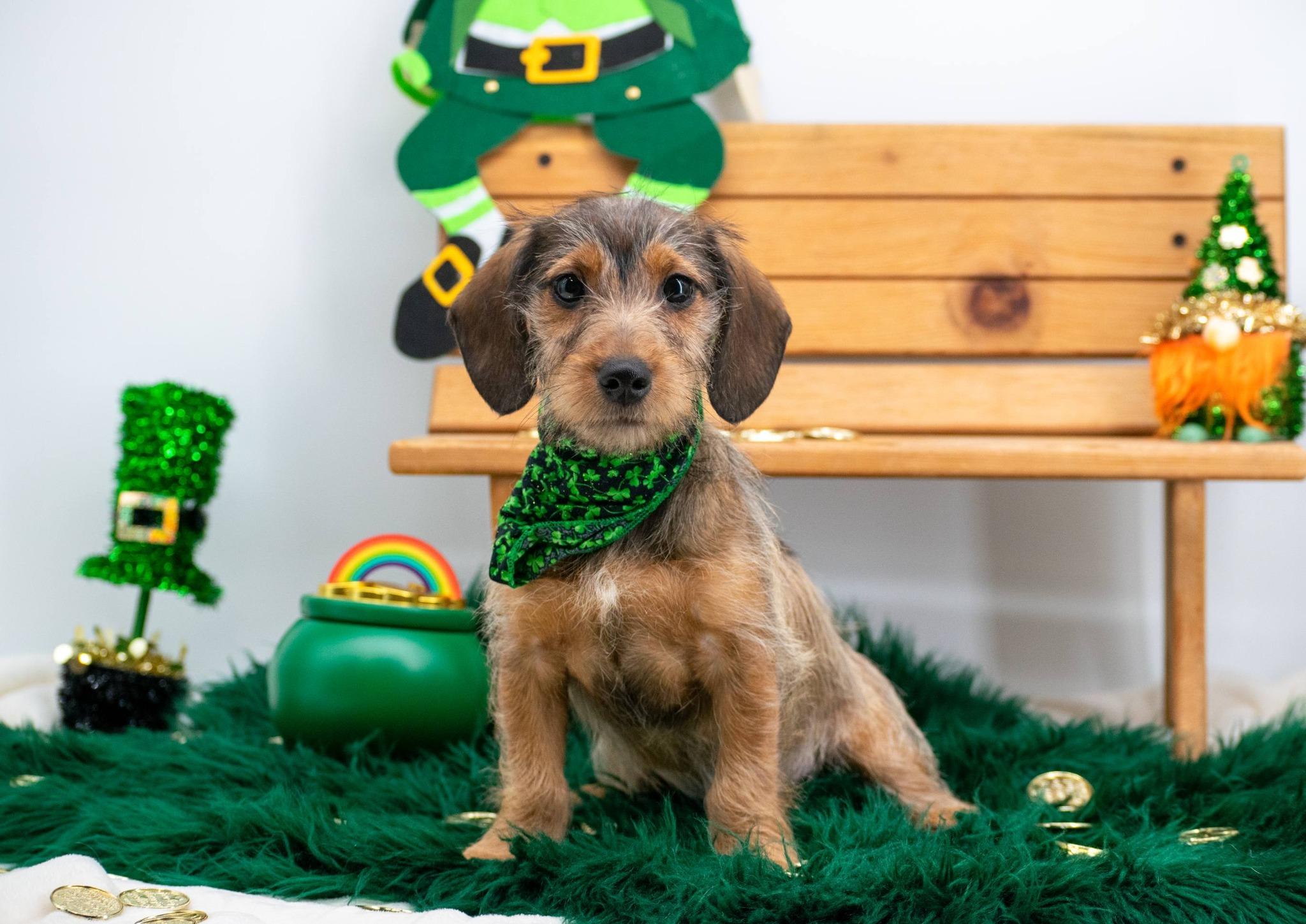 Willie O'Wink, an adopted mixed breed in Sevierville, TN image 3/4