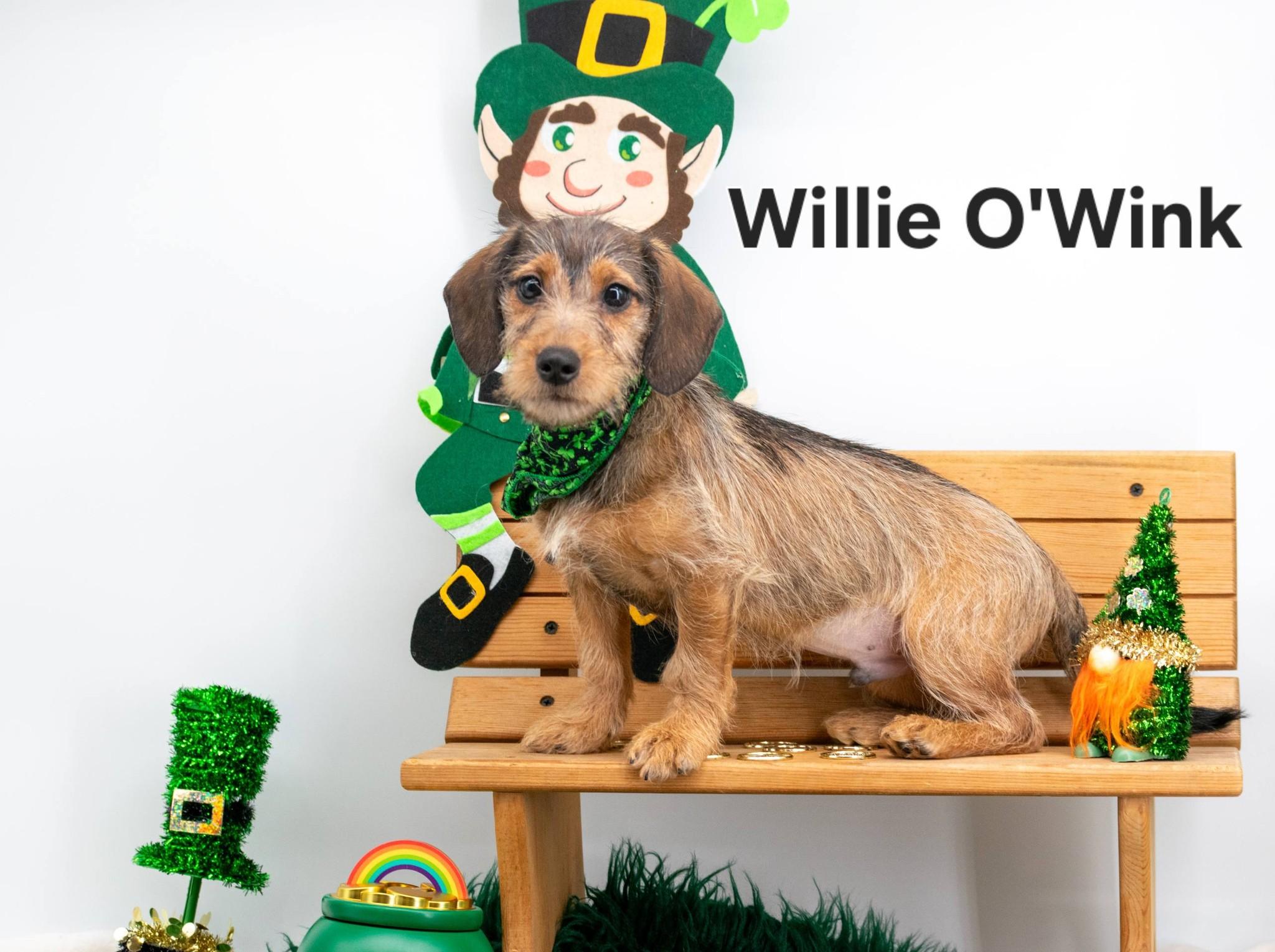 Willie O'Wink, adopted, Puppy Male Miniature Schnauzer & Dachshund.