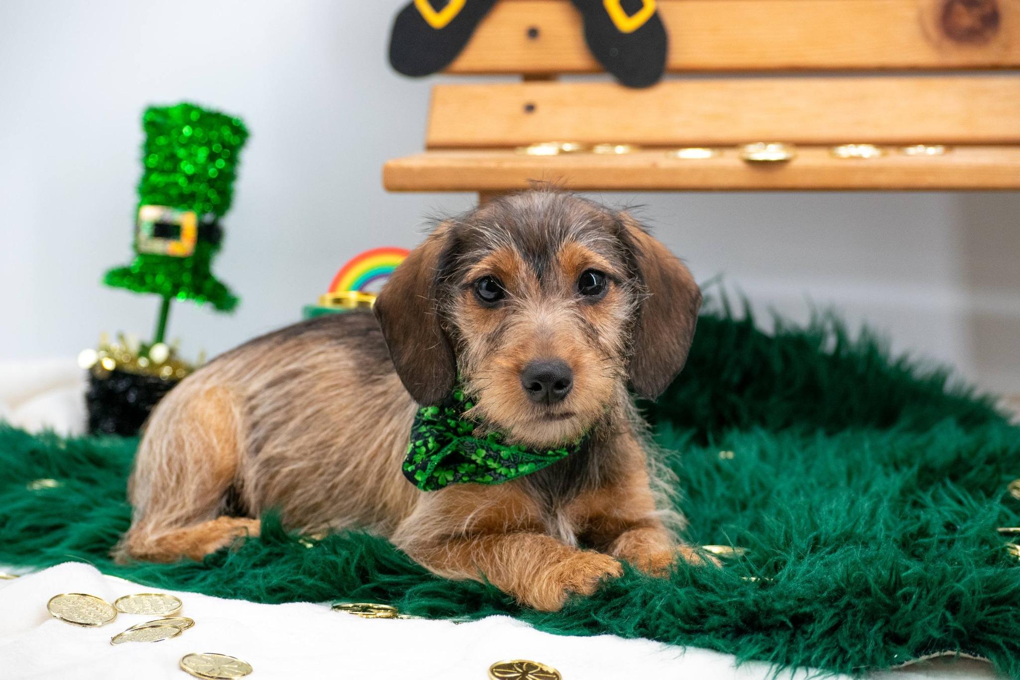 Willie O'Wink, an adopted mixed breed in Sevierville, TN image 4/4