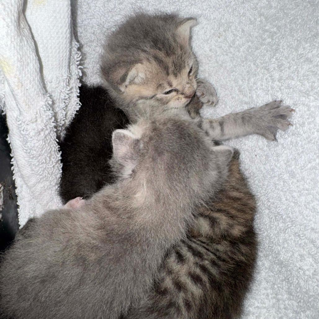 Enlarge Rummy, a Adoptable Domestic Short Hair in Williston, FL image 1/3