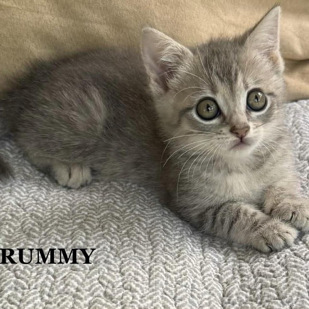 Enlarge Rummy, a Adoptable Domestic Short Hair in Williston, FL image 2/3