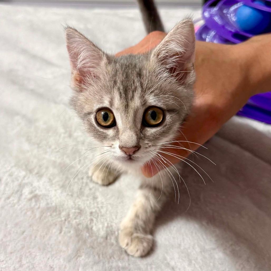Enlarge Rummy, a Adoptable Domestic Short Hair in Williston, FL image 3/3
