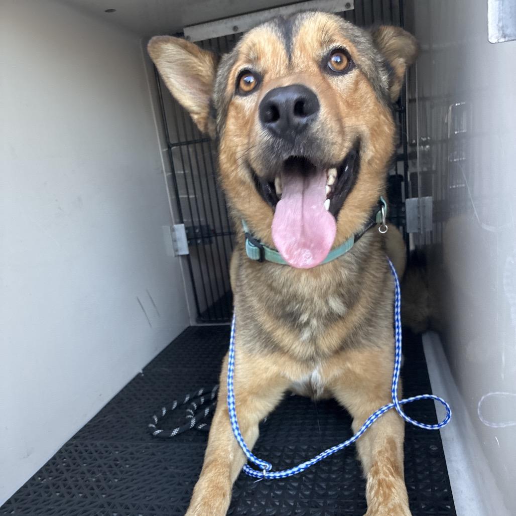 Jacob Black, Adoptable, Adult Male Shepherd & Mixed Breed.