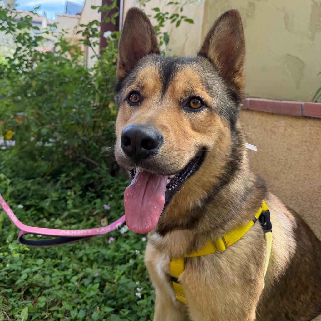 Jacob Black, a Adoptable mixed breed in Pasadena, CA image 2/2