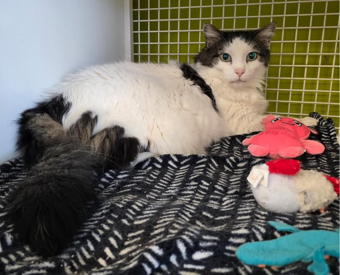 Enlarge Squeakers, a ADOPTABLE Domestic Medium Hair in Nottingham, MD image 1/3