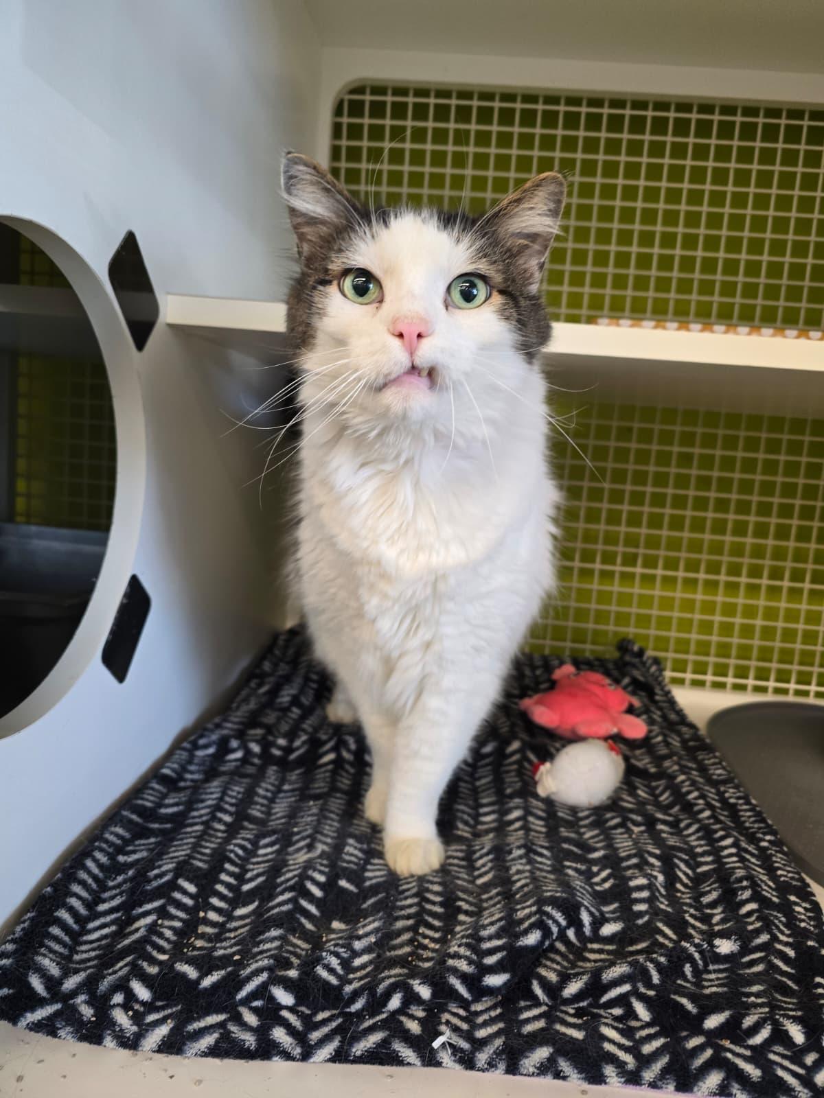 Enlarge Squeakers, a ADOPTABLE Domestic Medium Hair in Nottingham, MD image 3/3
