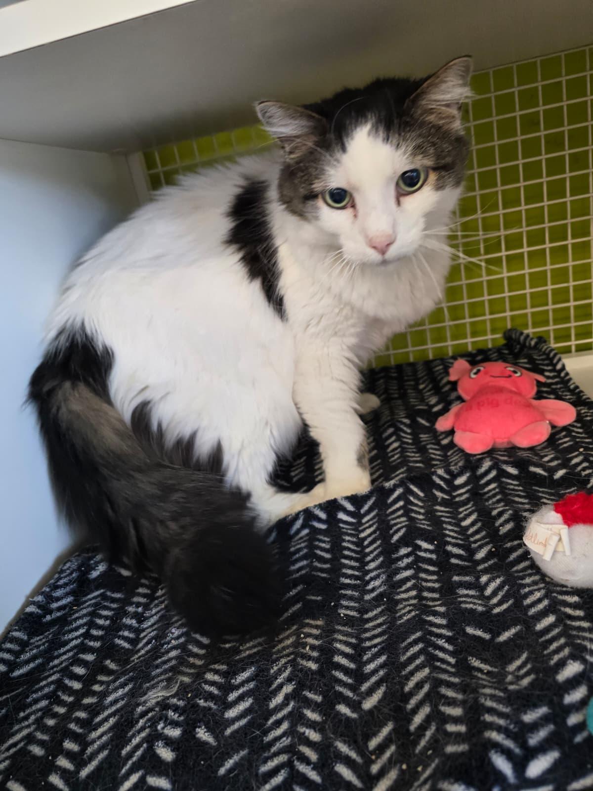 Enlarge Squeakers, a ADOPTABLE Domestic Medium Hair in Nottingham, MD image 2/3