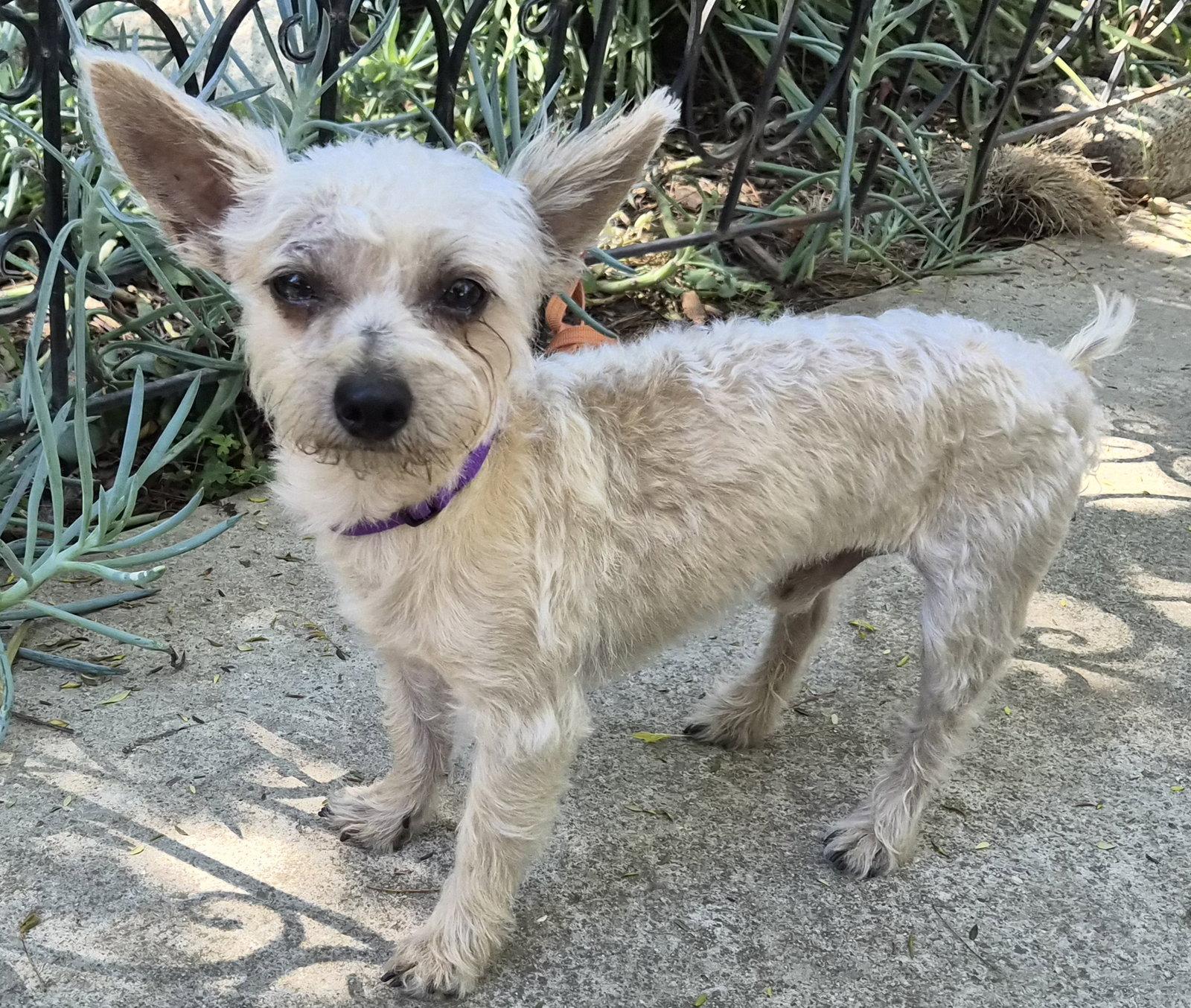 Pippin, a Adopted mixed breed in Los Angeles, CA image 1/3