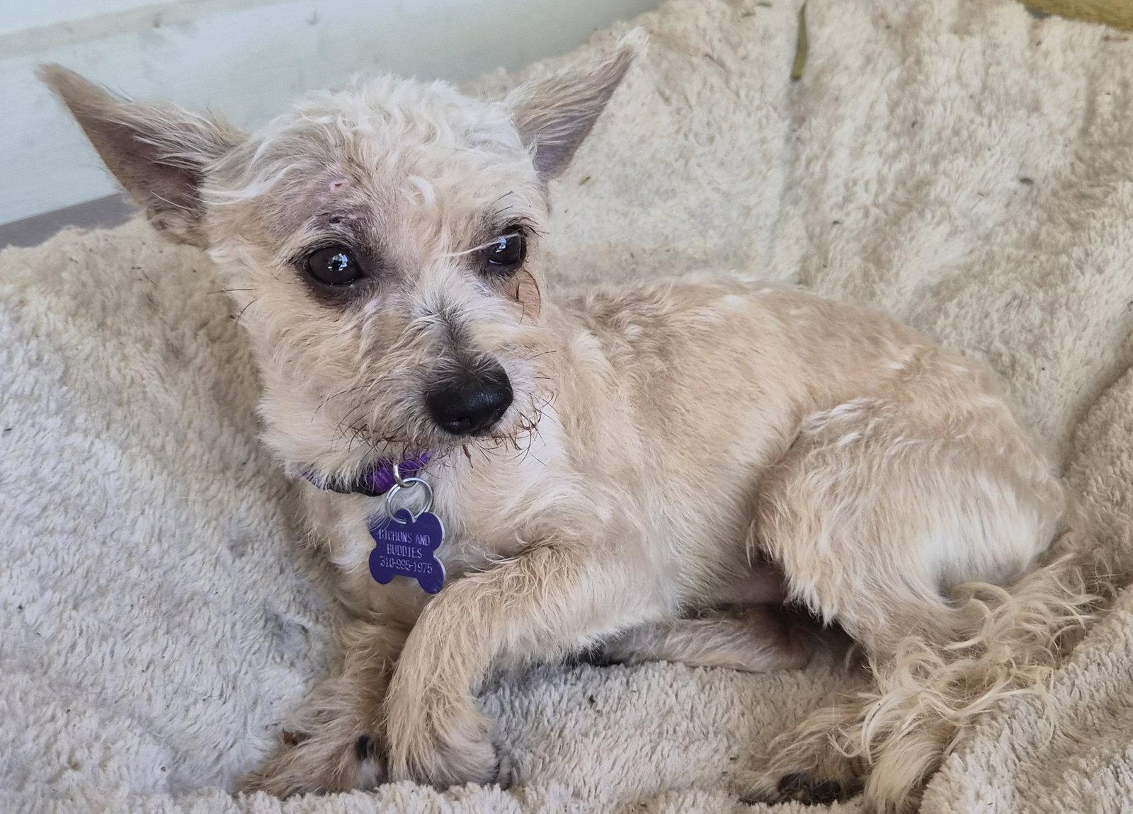 Pippin, a Adopted mixed breed in Los Angeles, CA image 2/3