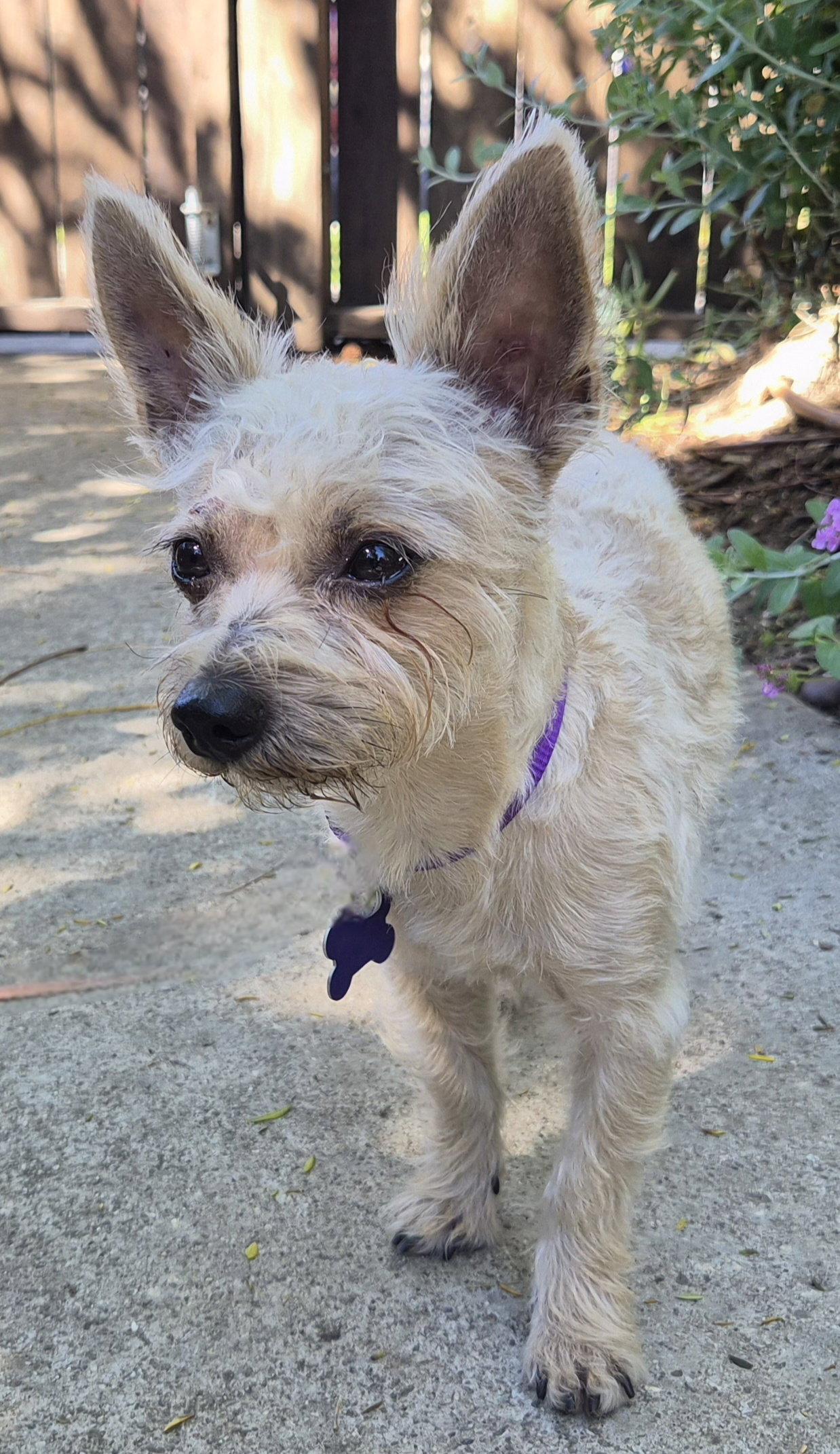 Pippin, a Adopted mixed breed in Los Angeles, CA image 3/3