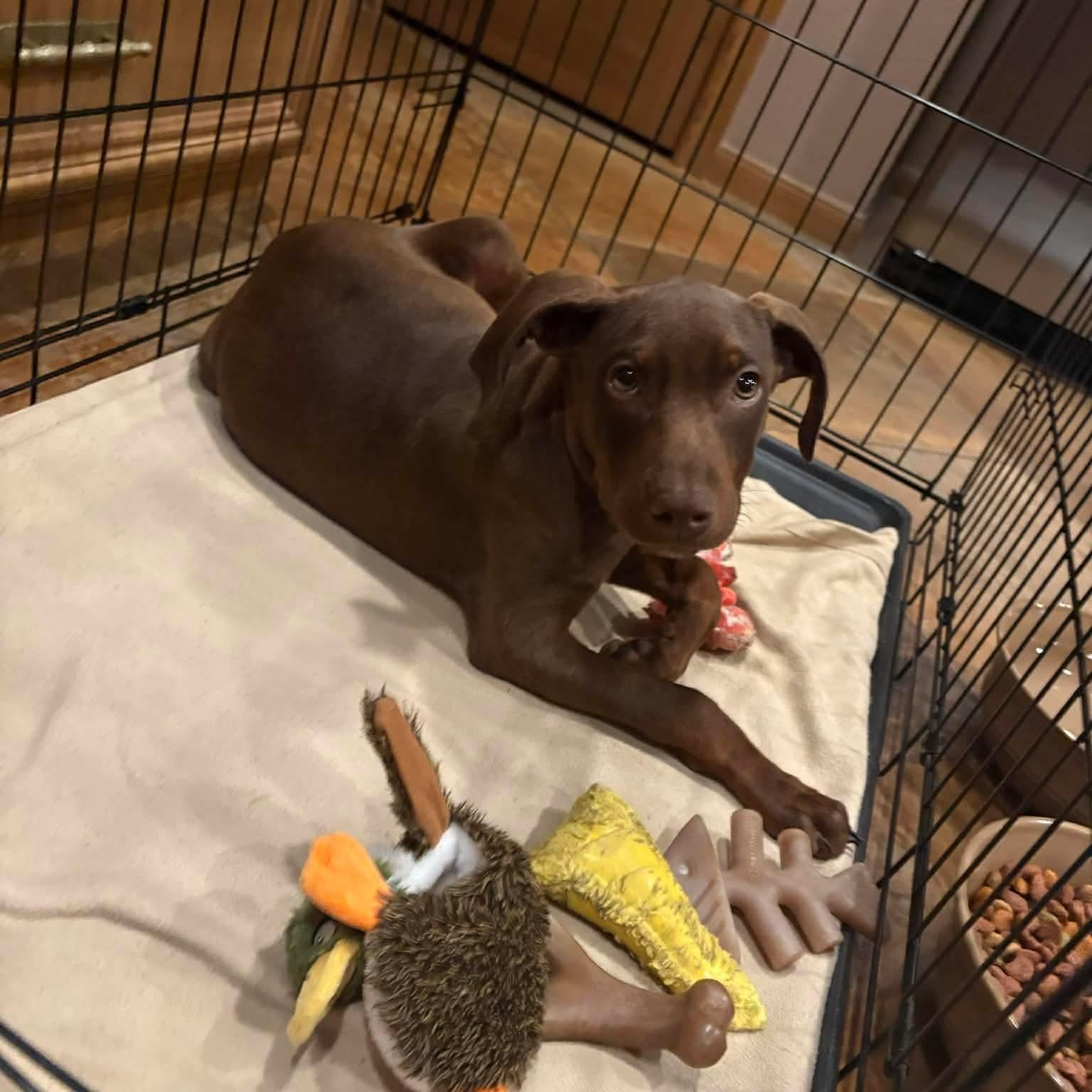 Enlarge Biscotti, an adopted mixed breed in Humble, TX image 2/5