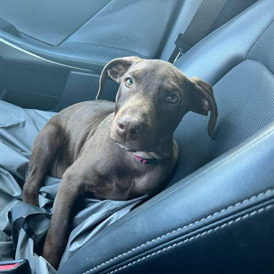 Biscotti, adopted, Young Male Doberman Pinscher & Labrador Retriever.