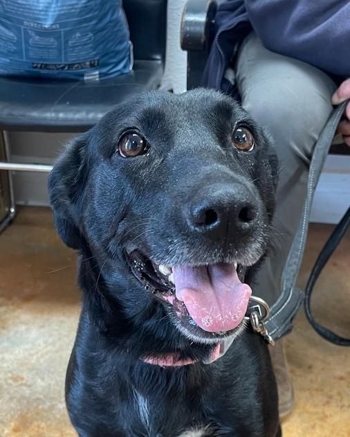Chili, Adopted, Adult Female Labrador Retriever.