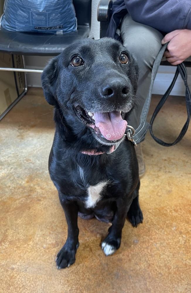 Chili, Adopted, Adult Female Labrador Retriever.