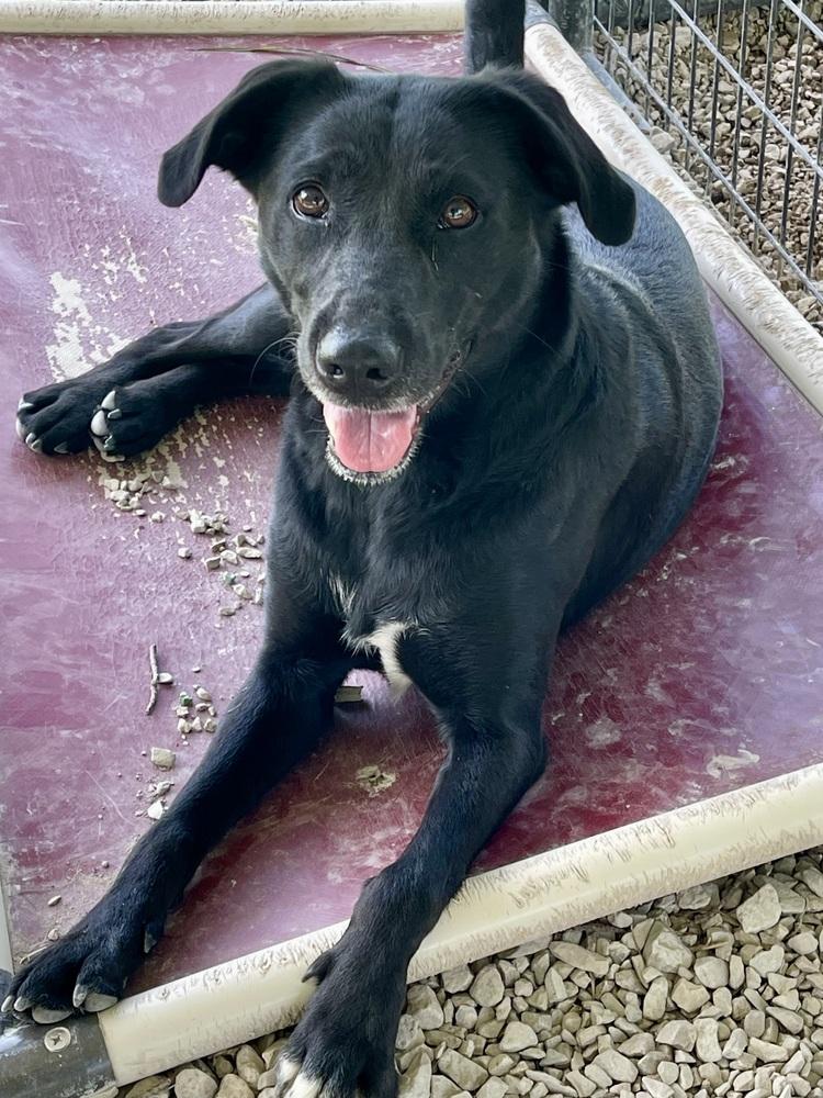 Chili, a Adopted mixed breed in Bolivar, MO image 2/2