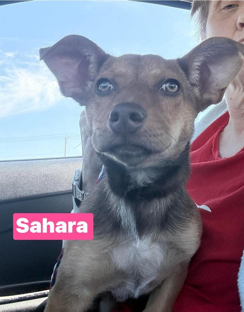 Enlarge JV Sahara, a Adoptable mixed breed in Warrenton, MO image 2/4