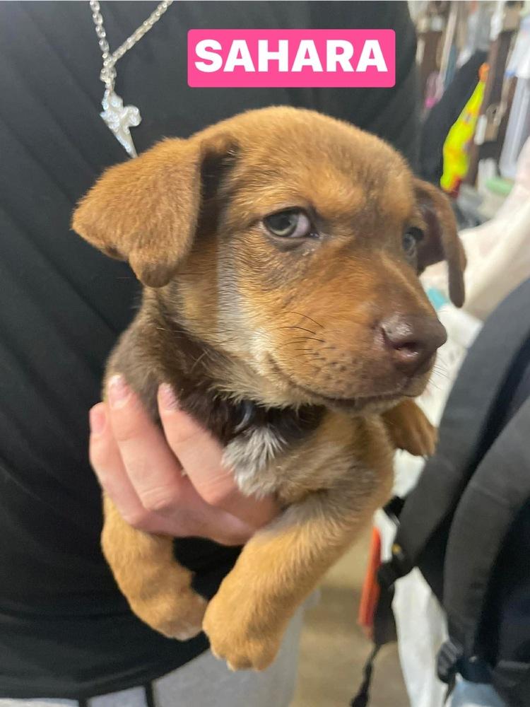 Enlarge JV Sahara, a Adoptable mixed breed in Warrenton, MO image 2/3