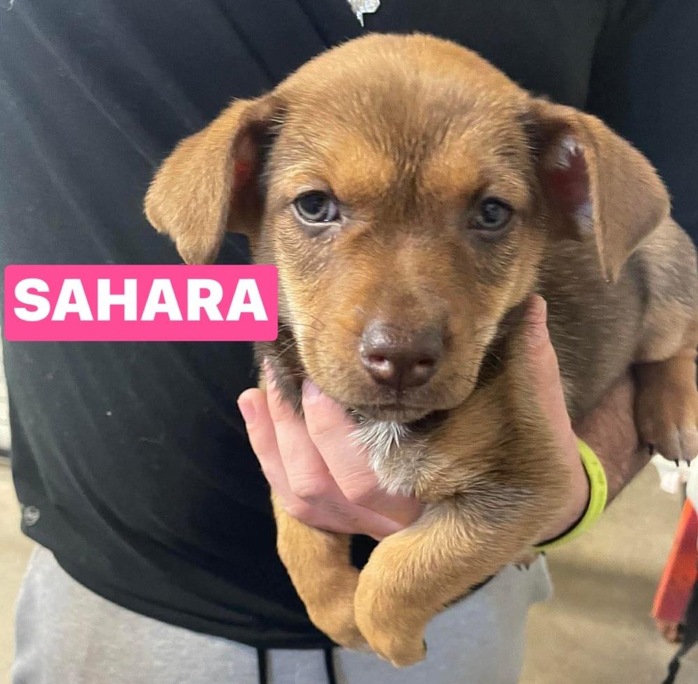Enlarge JV Sahara, a Adoptable mixed breed in Warrenton, MO image 3/3