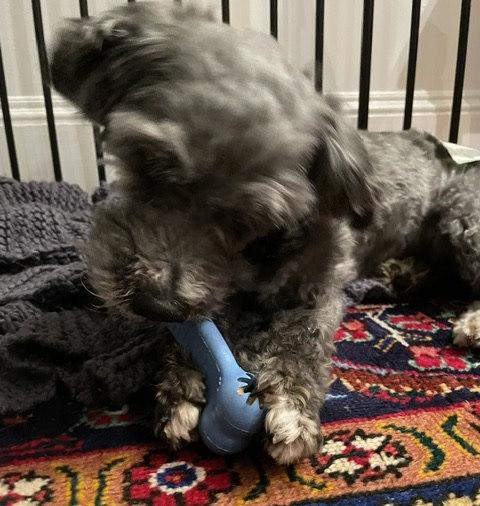 Huey, an adopted mixed breed in Rochester, NY image 5/5