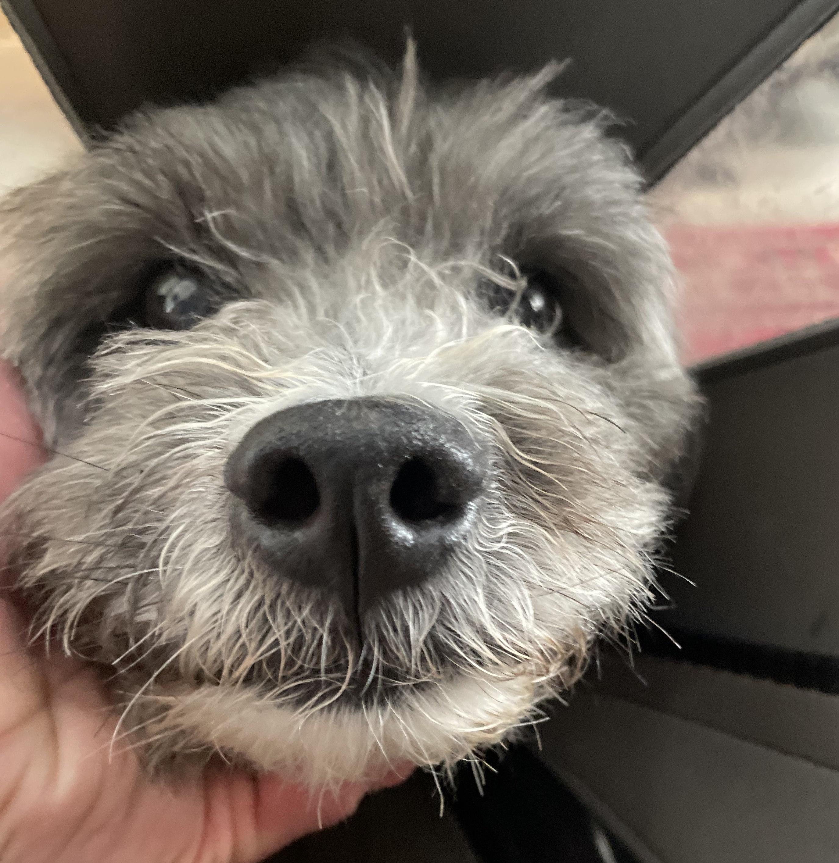 Huey, an adopted mixed breed in Rochester, NY image 2/5