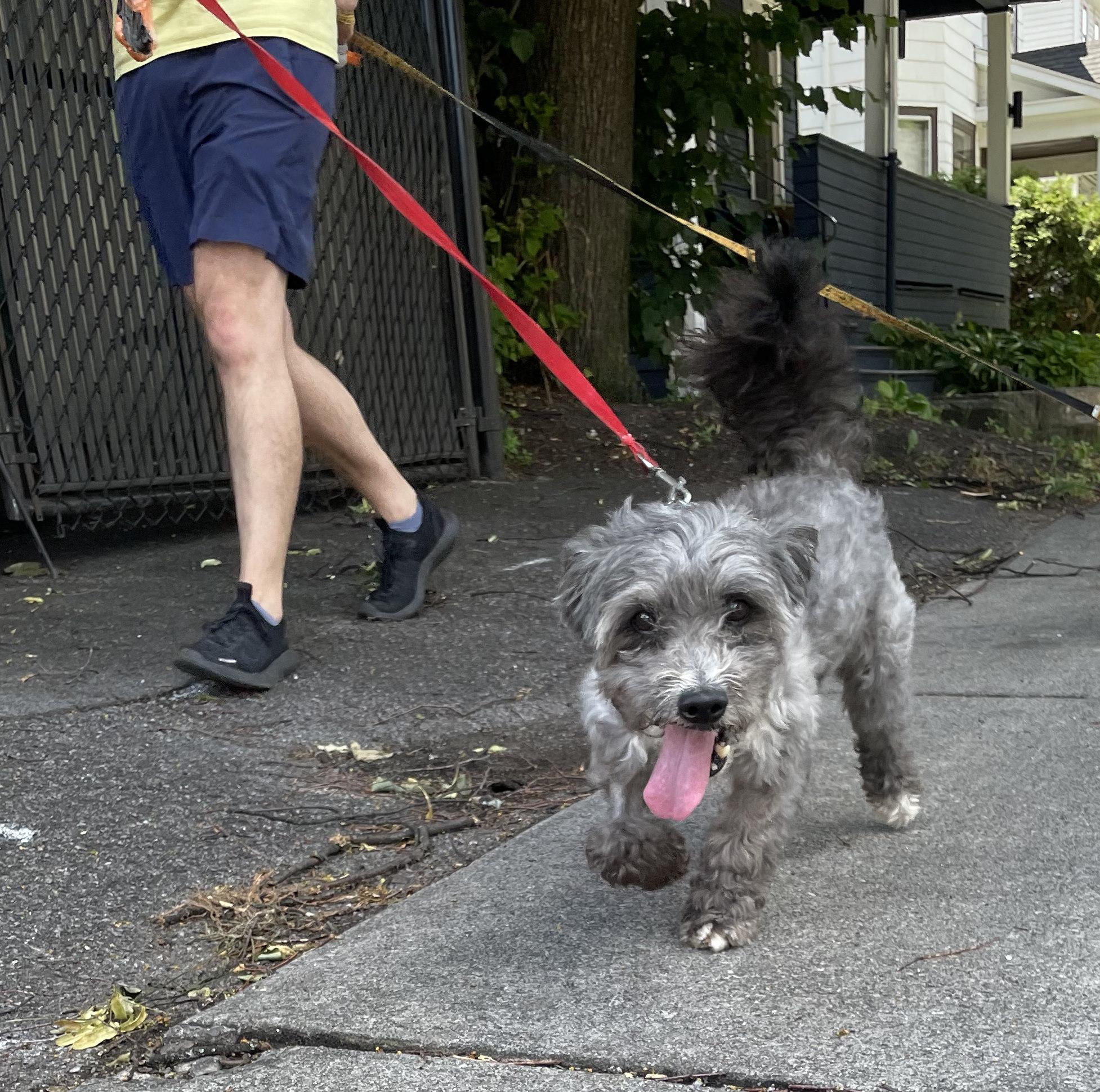 Huey, adopted, Senior Male Schnoodle & Miniature Poodle.