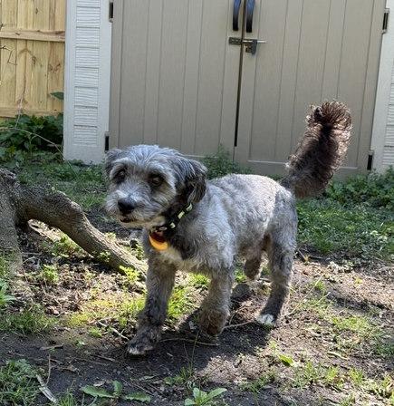 Huey, an adopted mixed breed in Rochester, NY image 4/5