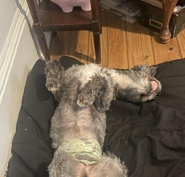 Huey, an adopted mixed breed in Rochester, NY image 3/5