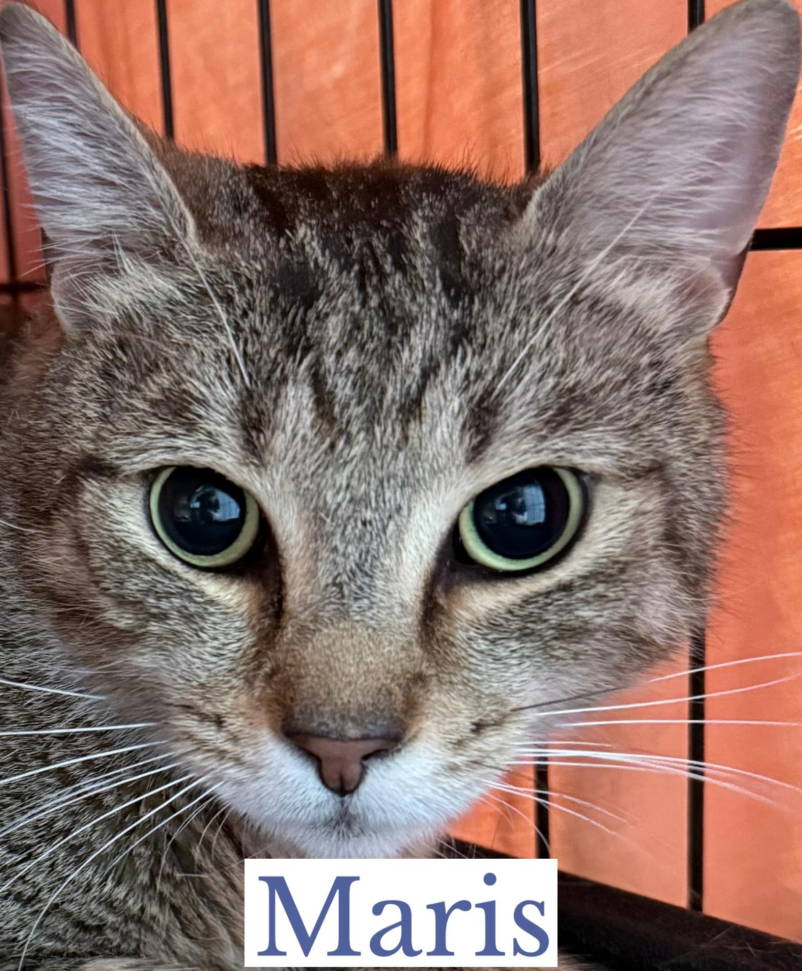 Mantle & Maris, a ADOPTABLE Domestic Short Hair in Berkeley Springs, WV image 4/5