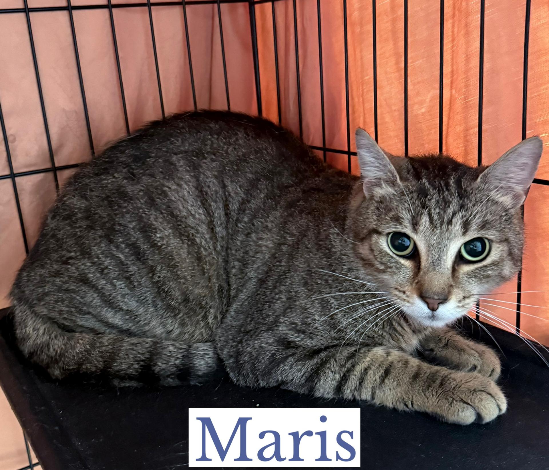 Mantle & Maris, a ADOPTABLE Domestic Short Hair in Berkeley Springs, WV image 2/5
