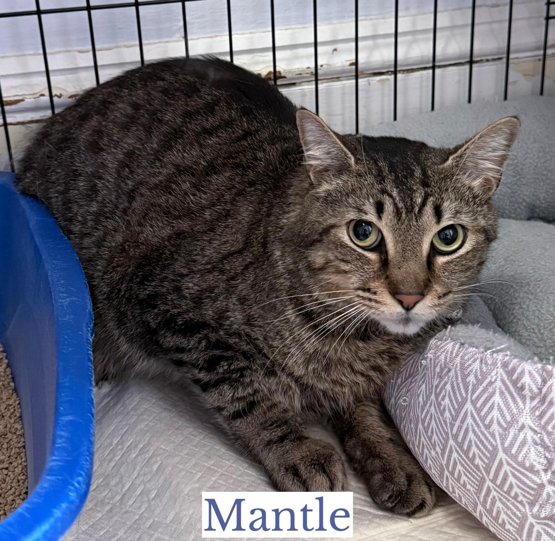 Mantle & Maris, a ADOPTABLE Domestic Short Hair in Berkeley Springs, WV image 3/5