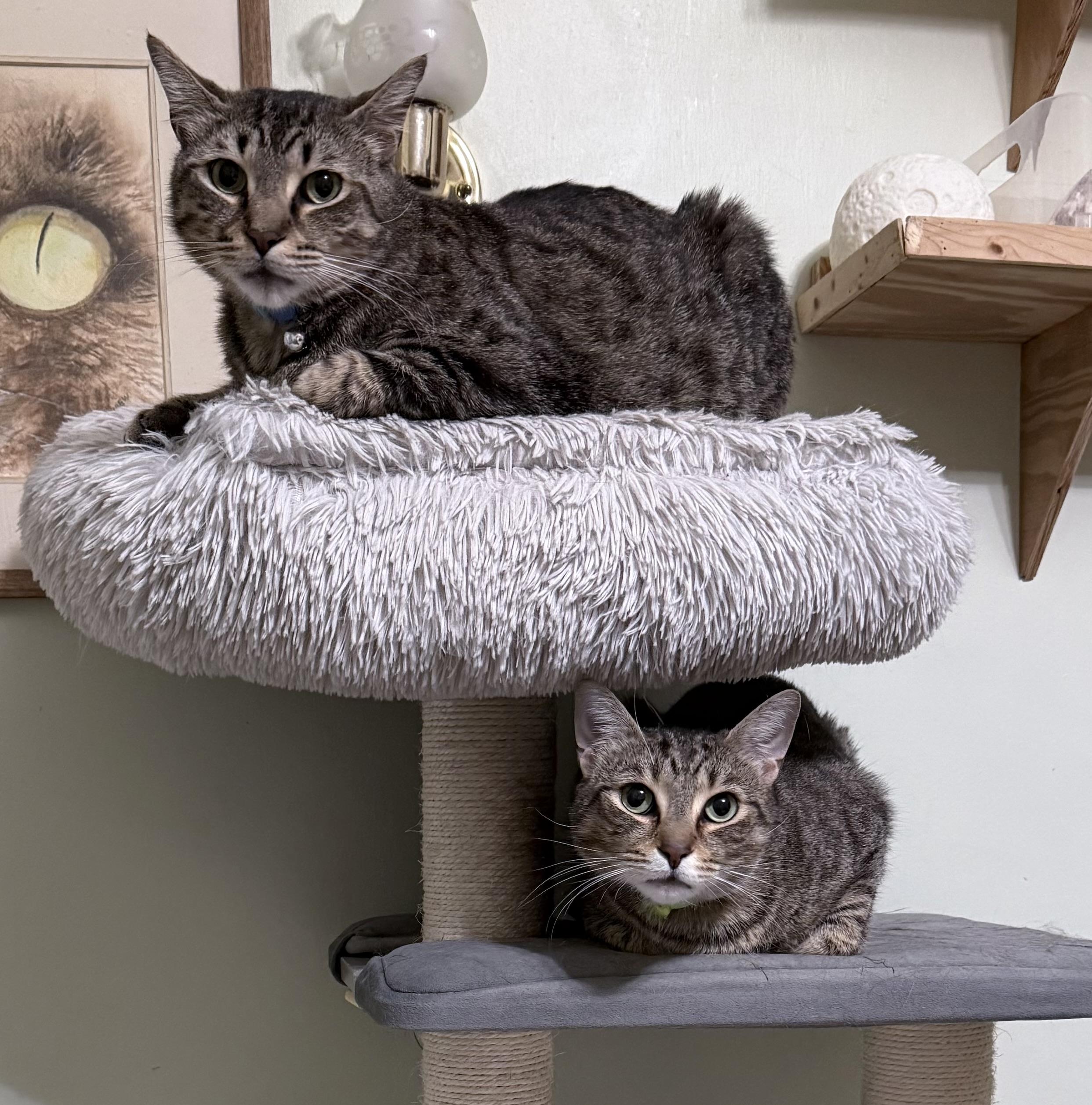 Mantle & Maris, a ADOPTABLE Domestic Short Hair in Berkeley Springs, WV image 1/5