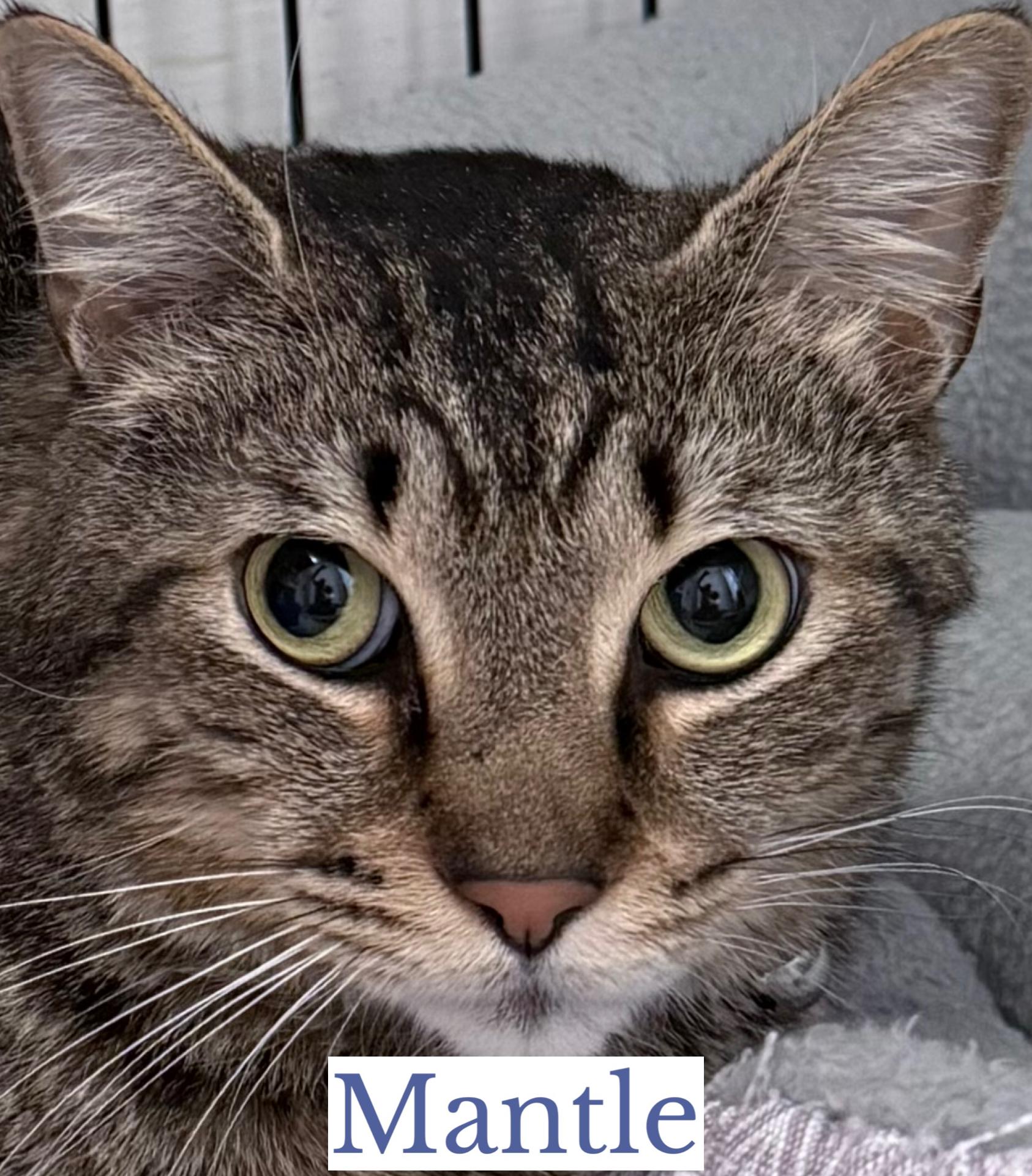 Mantle & Maris, a ADOPTABLE Domestic Short Hair in Berkeley Springs, WV image 5/5