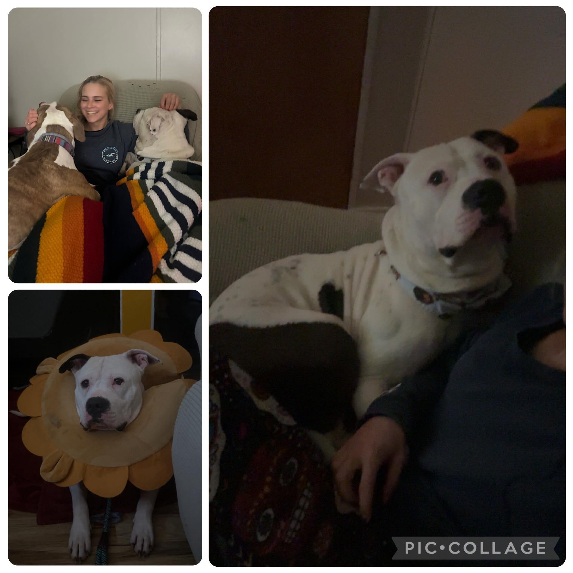 Bruce, adopted, Adult Male American Bully.