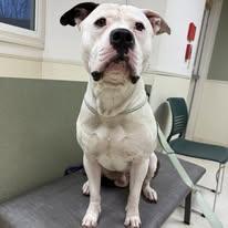 Bruce, an adopted American Bully in Binghamton, NY image 2/2