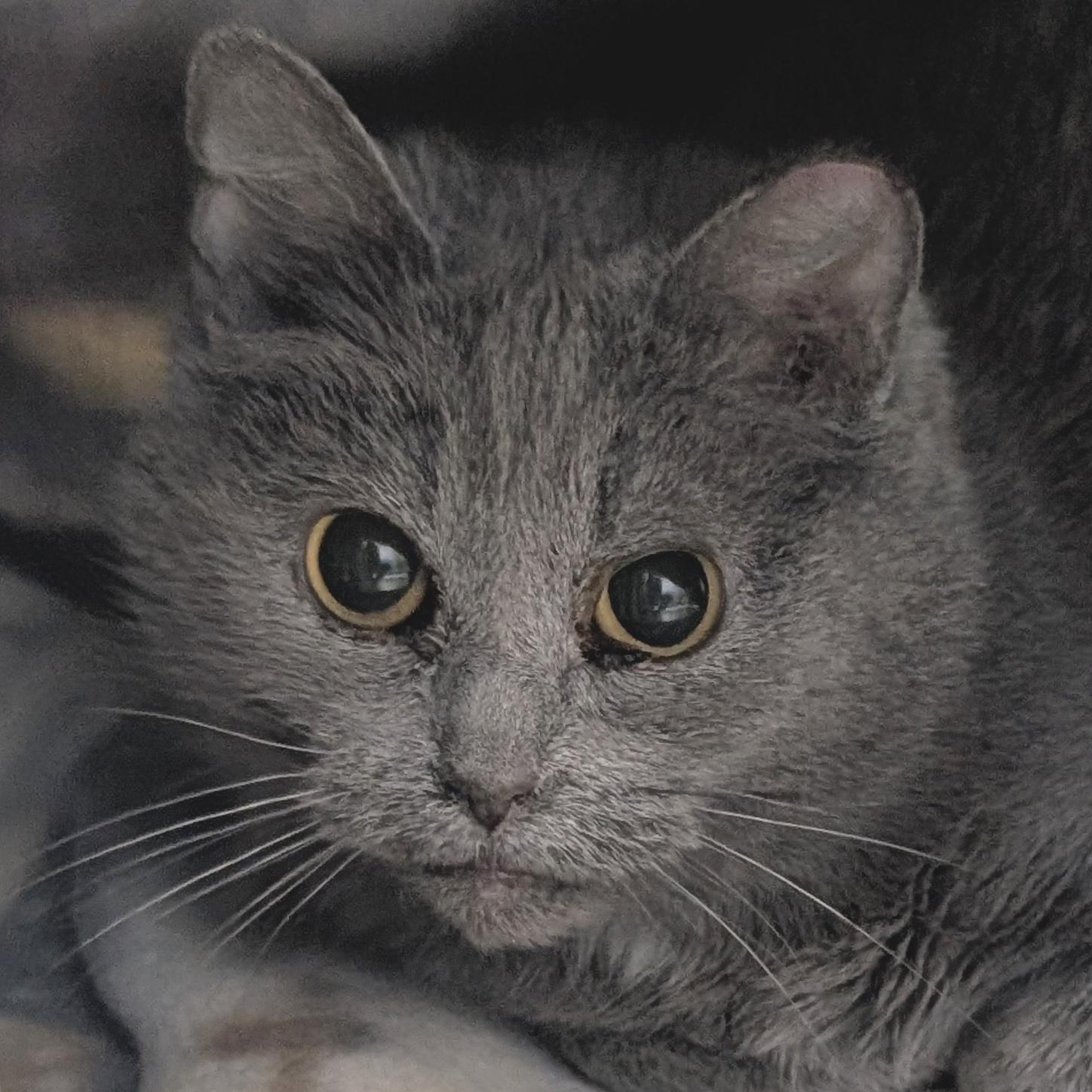 Enlarge Plum - Working Cat!, an adopted Domestic Short Hair in Jefferson, WI image 1/2