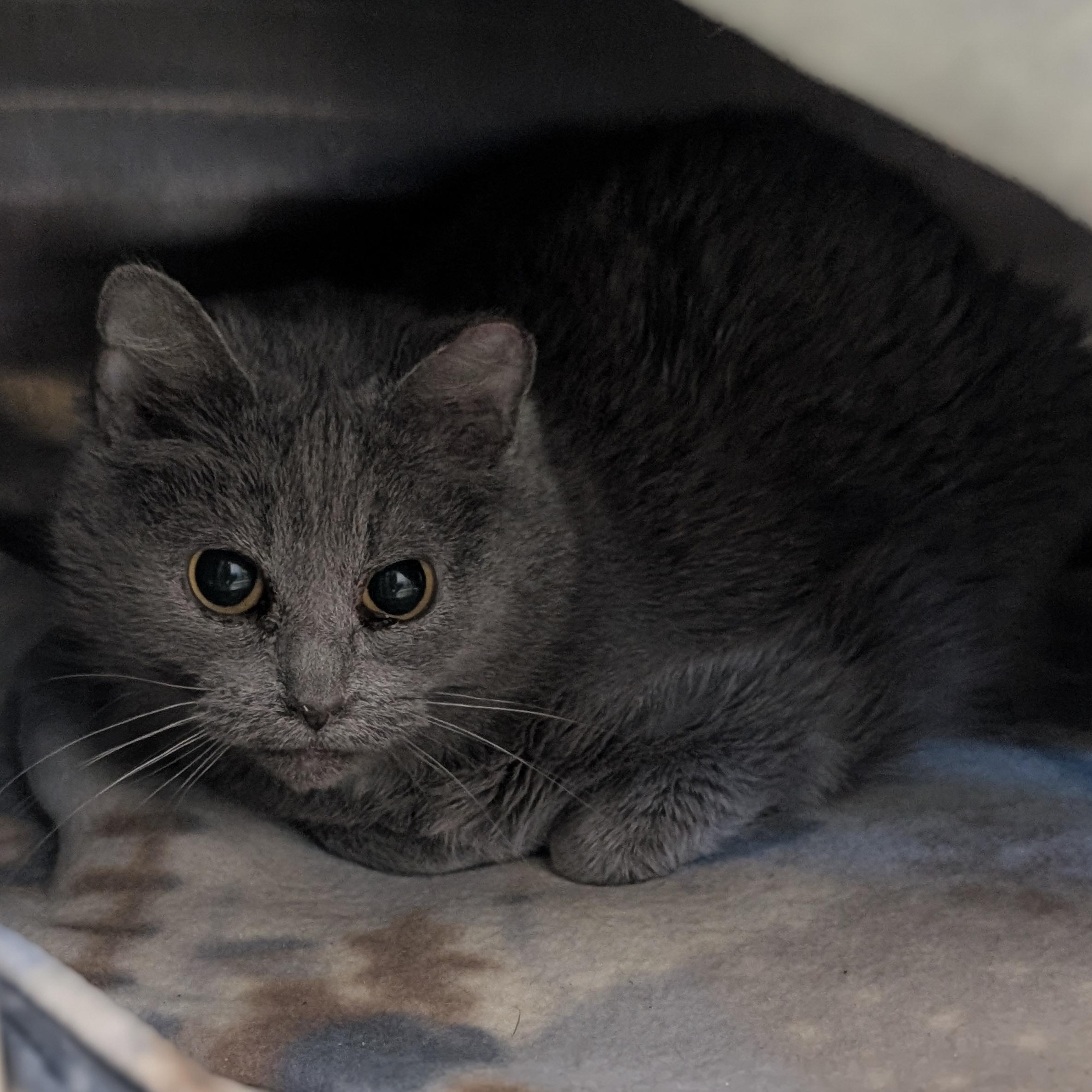 Enlarge Plum - Working Cat!, an adopted Domestic Short Hair in Jefferson, WI image 2/2