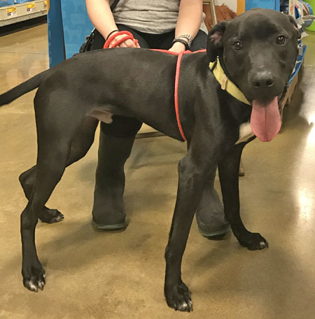 Enlarge Carlos, a Adoptable Labrador Retriever in Tulsa, OK image 1/5