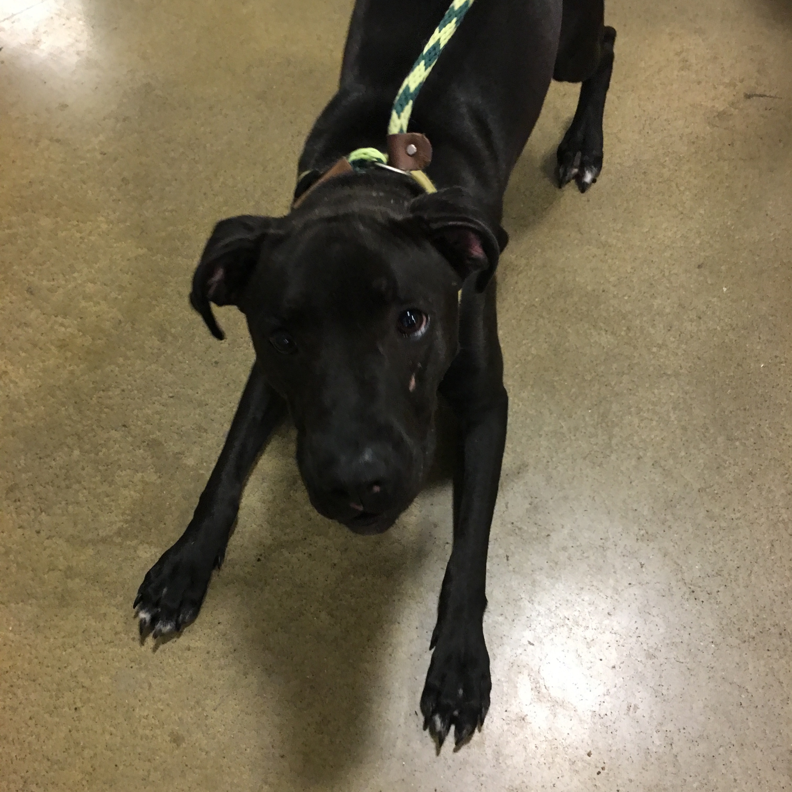 Enlarge Carlos, a Adoptable Labrador Retriever in Tulsa, OK image 2/5