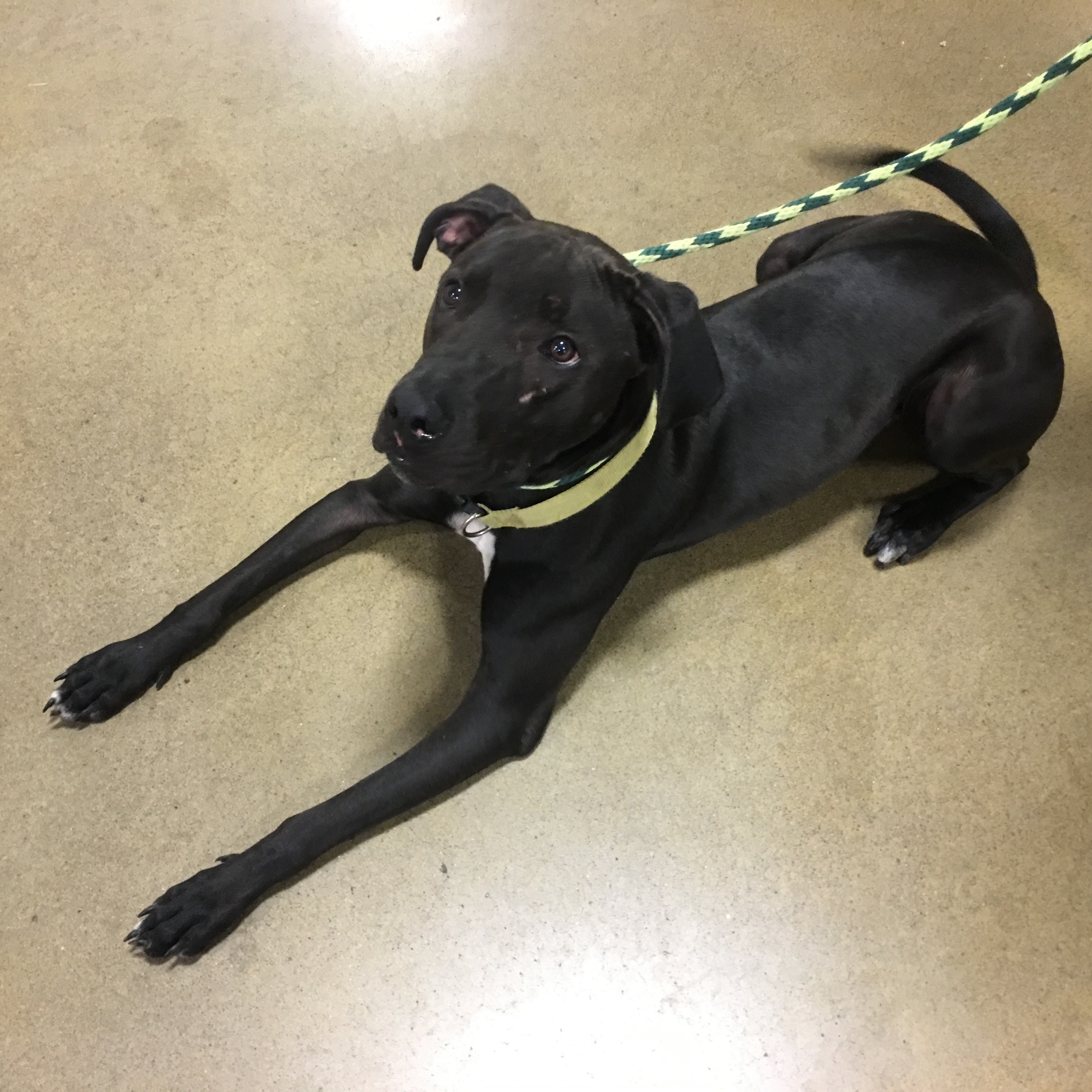 Enlarge Carlos, a Adoptable Labrador Retriever in Tulsa, OK image 3/5