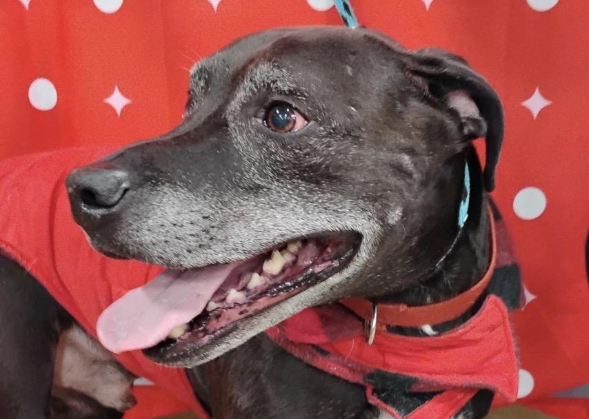 Enlarge Carlos, a Adoptable Labrador Retriever in Tulsa, OK image 1/6