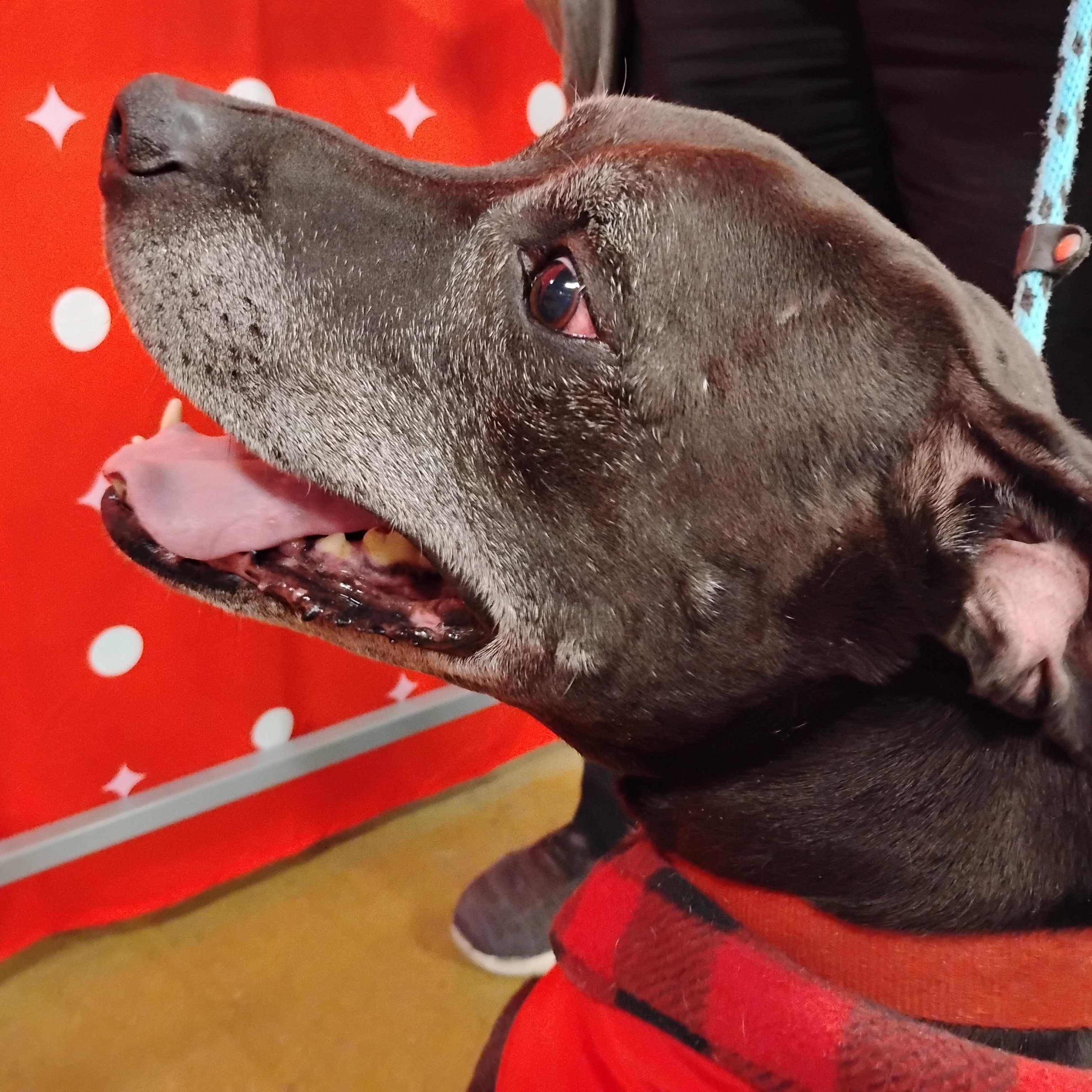 Enlarge Carlos, a Adoptable Labrador Retriever in Tulsa, OK image 4/5