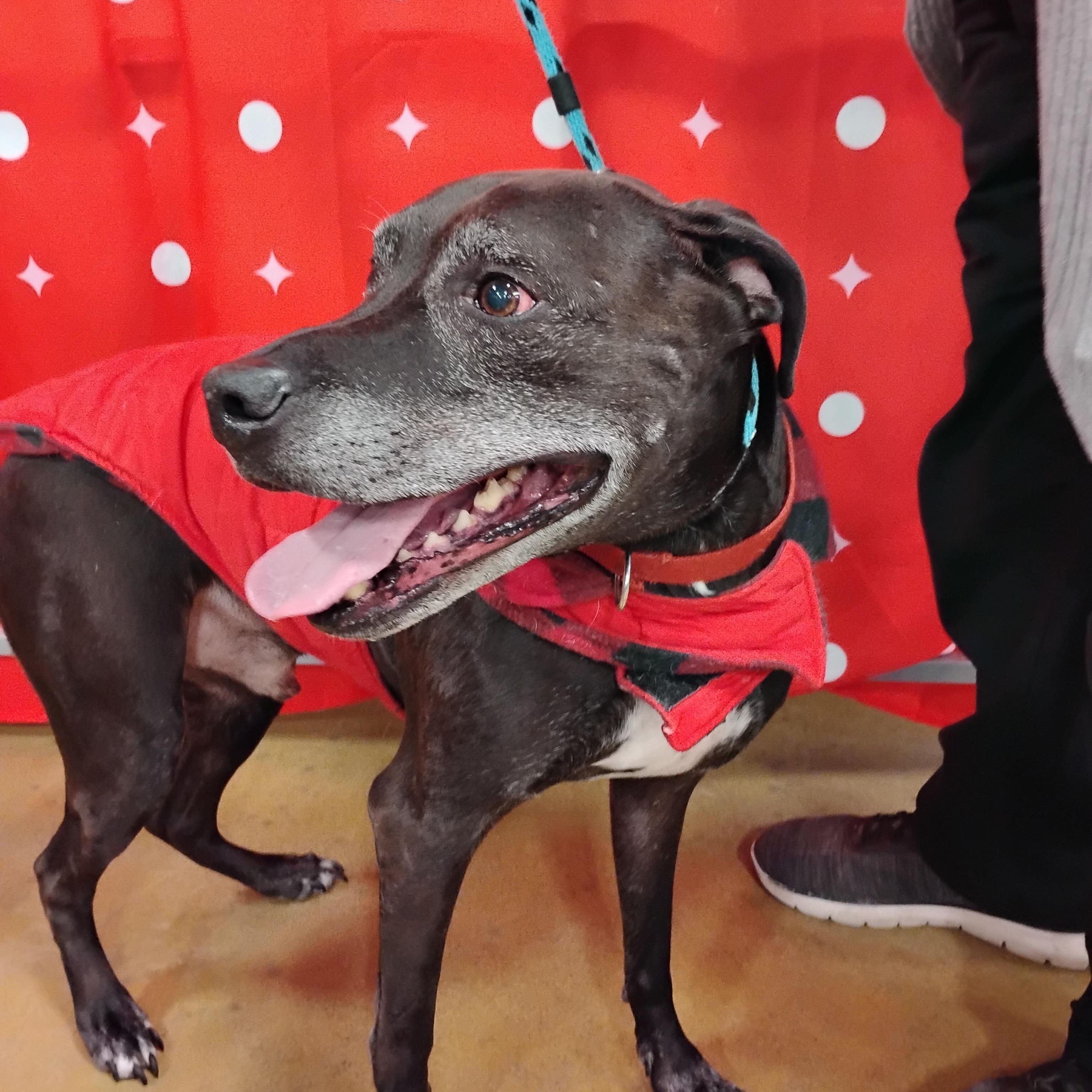 Enlarge Carlos, a Adoptable Labrador Retriever in Tulsa, OK image 5/5