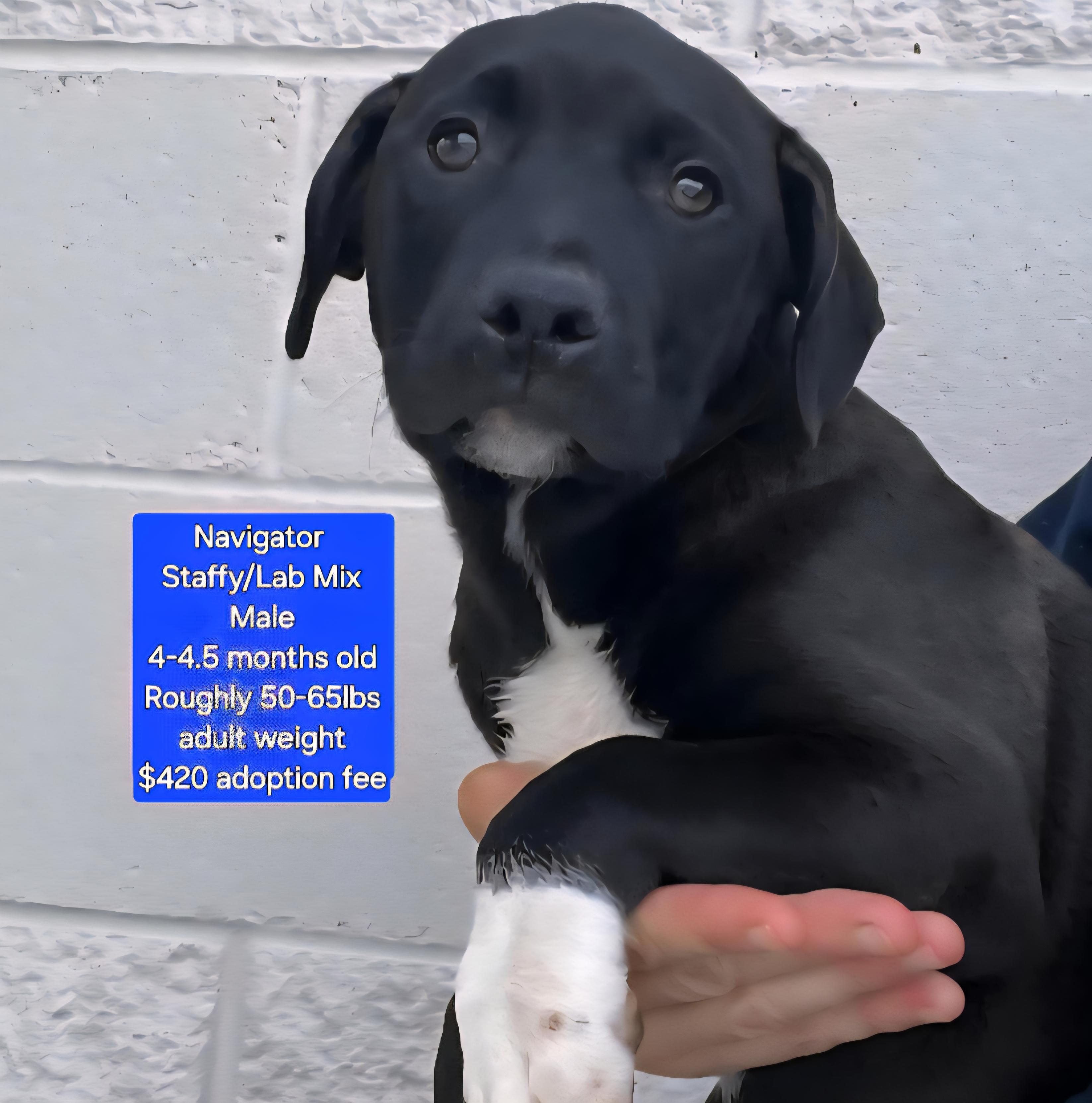 Navigator, an adoptable Staffordshire Bull Terrier & Labrador Retriever Mix in Oviedo, FL_image-1