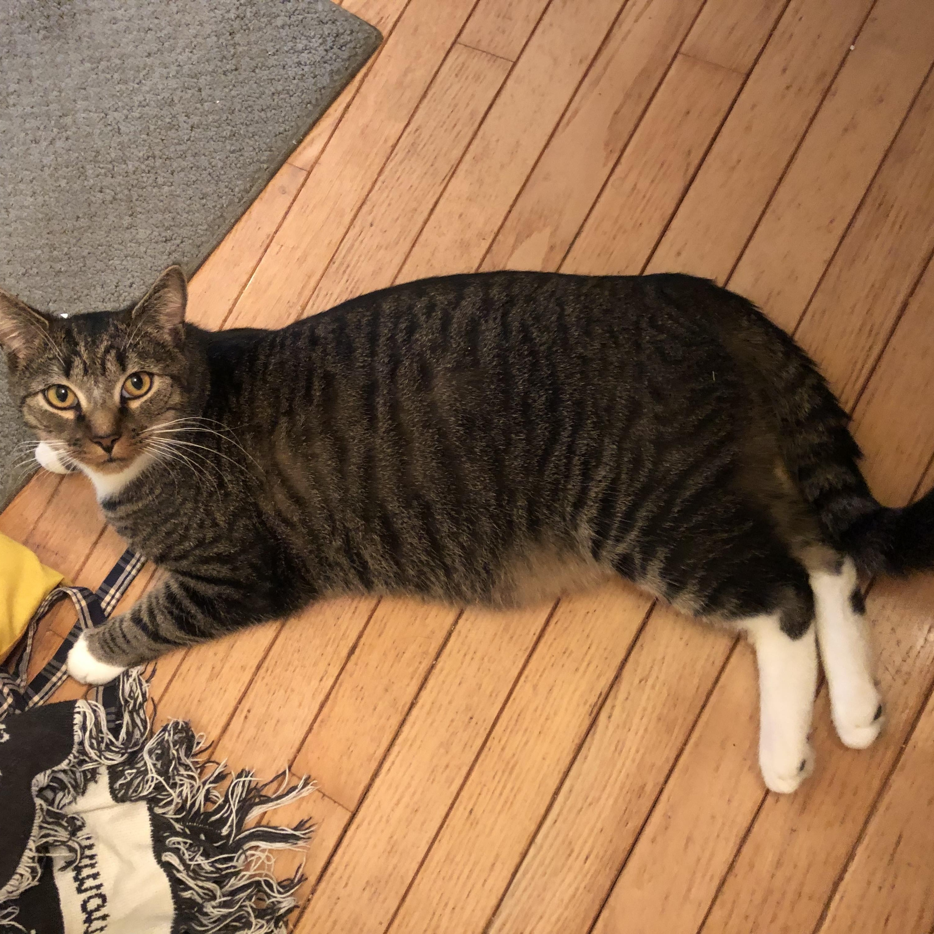 Rico, Adult Male Domestic Short Hair